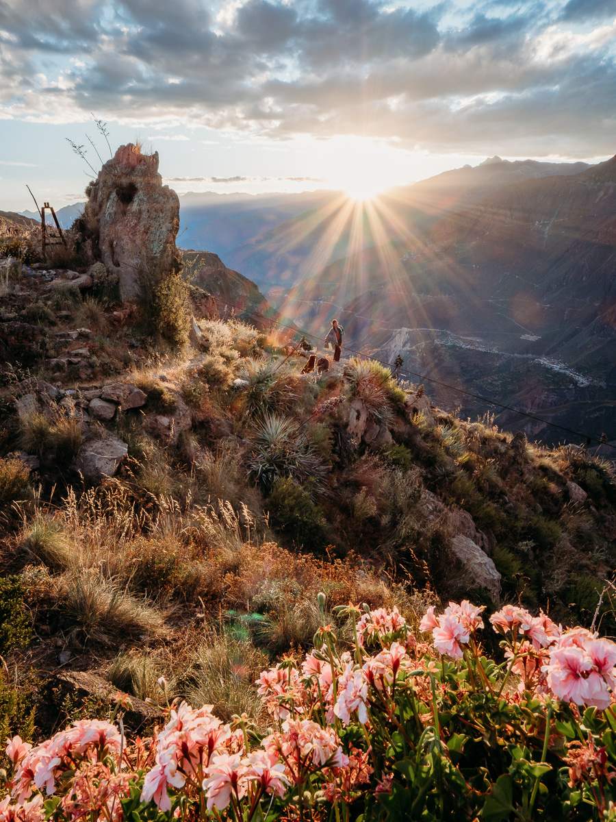 sunset view of flowers and canyon at colca canyon rim