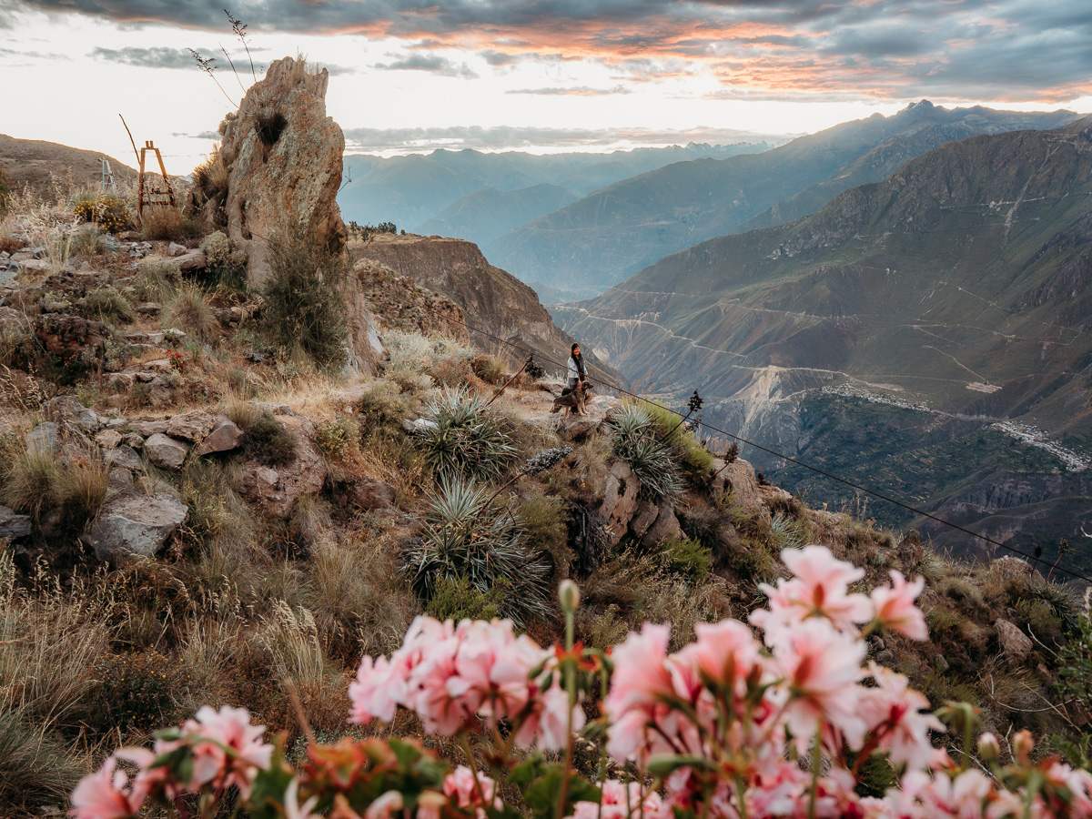Sunset view of Colca canyon with pink flowers in the foreground, shot from La Granja del Colca
