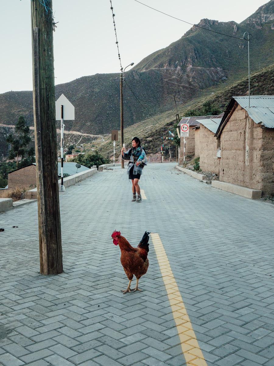 Chicken on the street during colca canyon trek