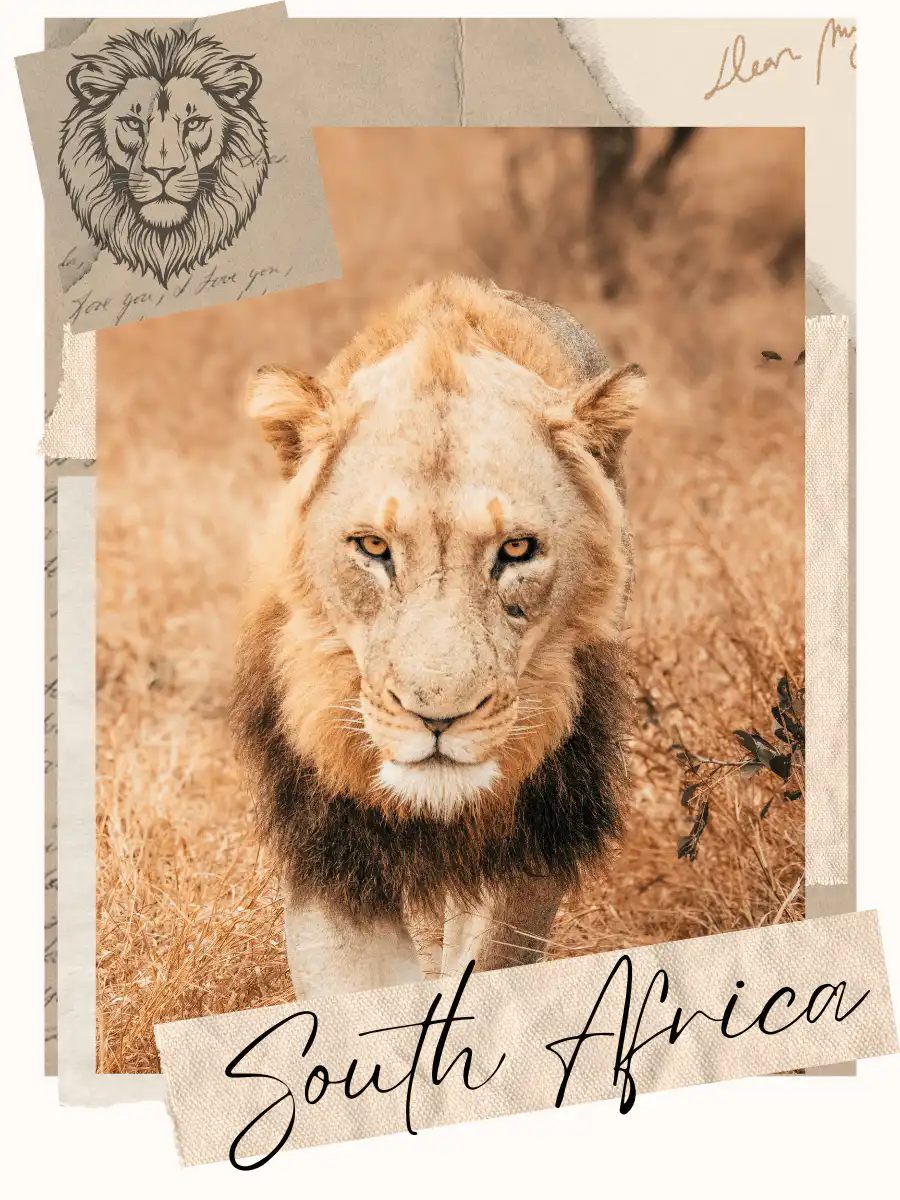 Lion in South Africa
