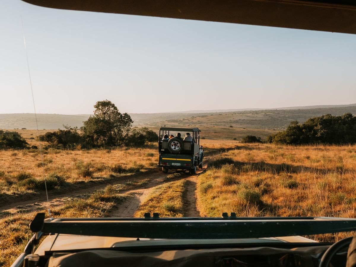 game drive on the garden route