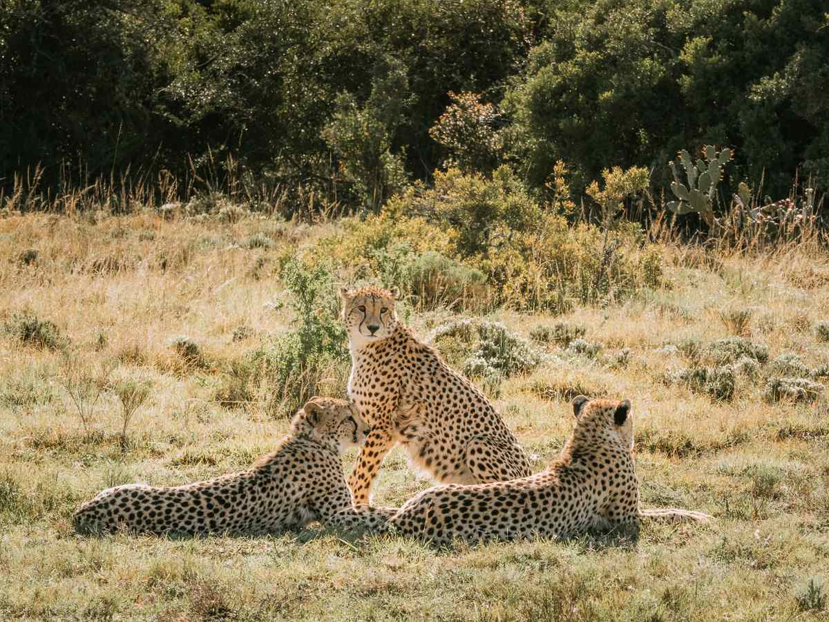 Cheetahs at a private game reserve