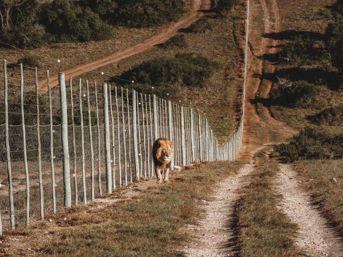 Lion at a private game reserve