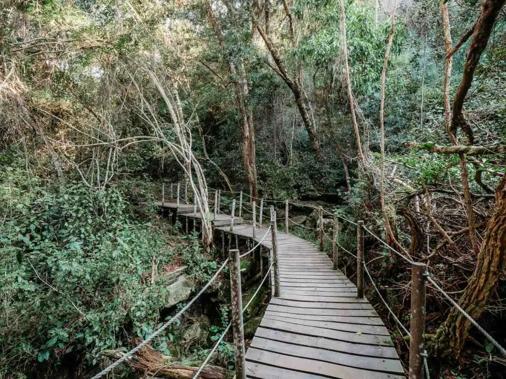 boardwalks on the tsitsikamma storms river hike