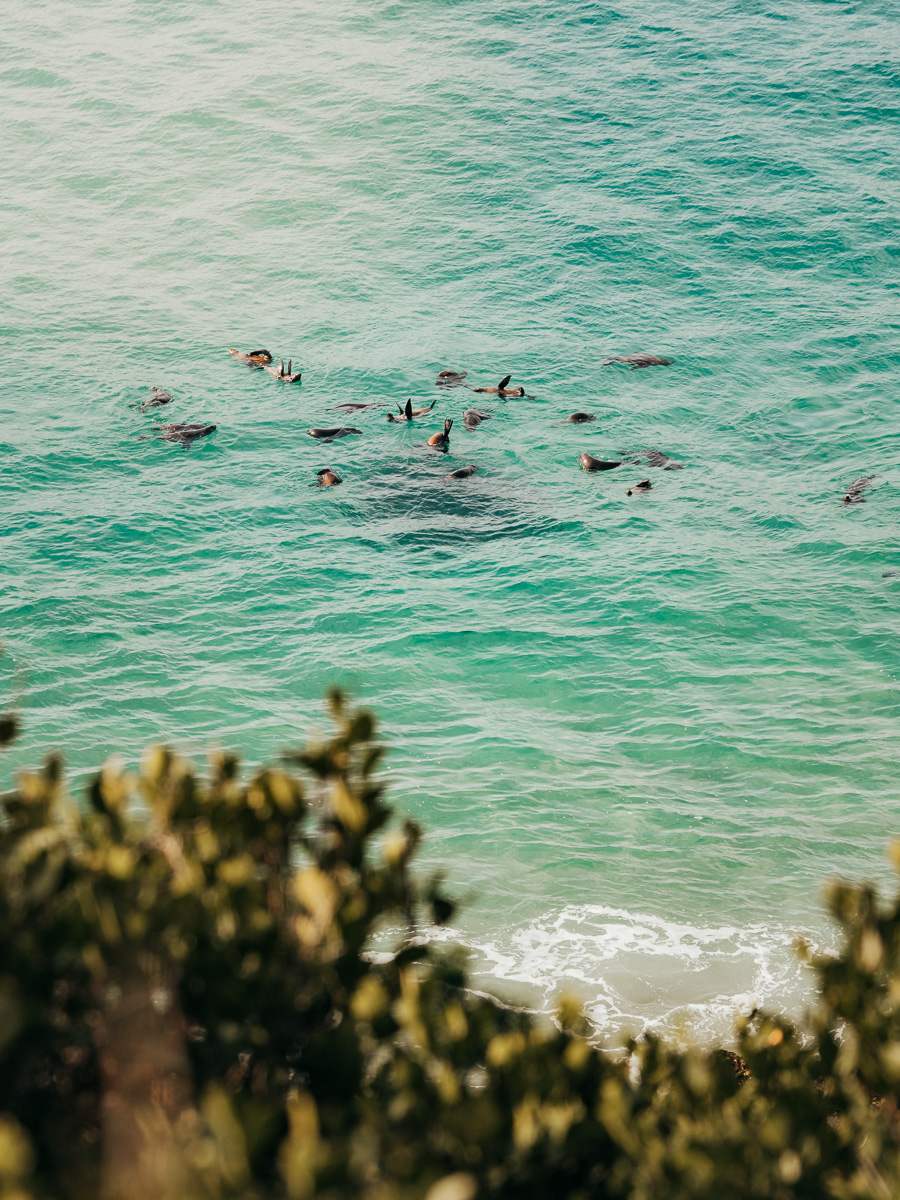 seals on the garden route