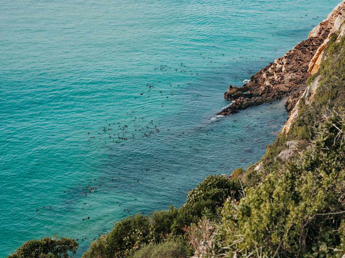 seals at Robberg Nature Reserve on our Garden Route Itinerary