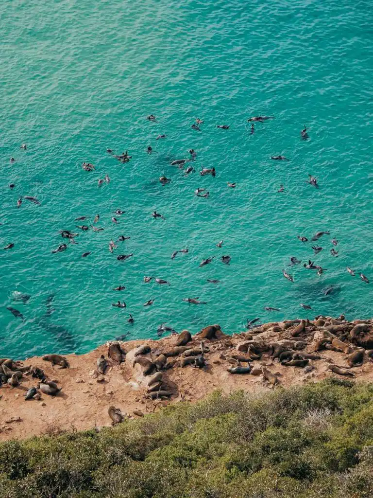 seals in Robberg Nature REserve