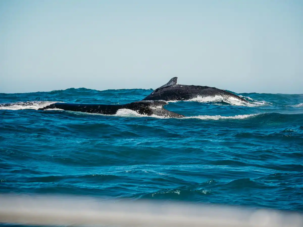 whale watching in knysna
