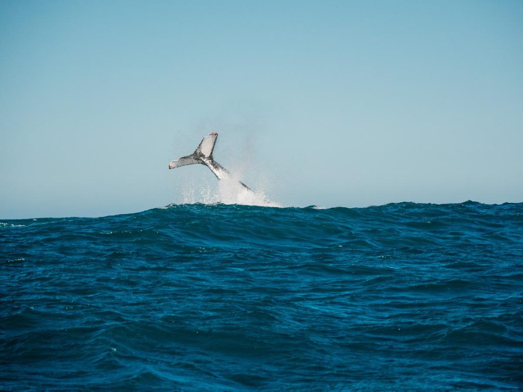 whale tail