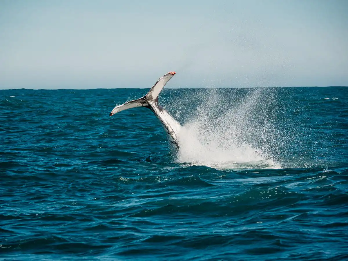 tail of the whale in knysna