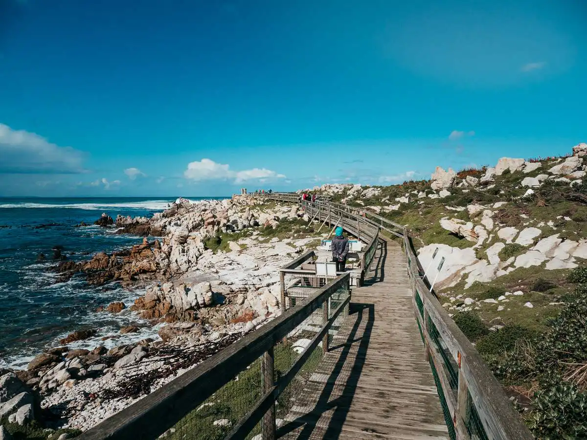boardwalks at stony point penguin colony