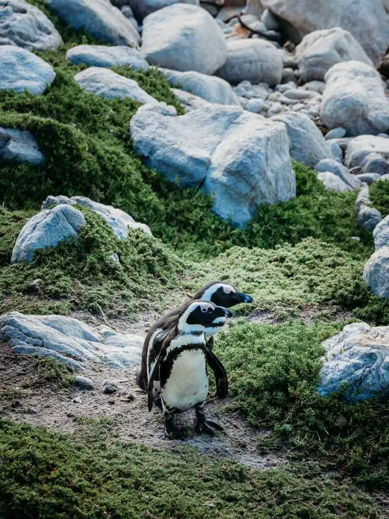 penguins at stony point