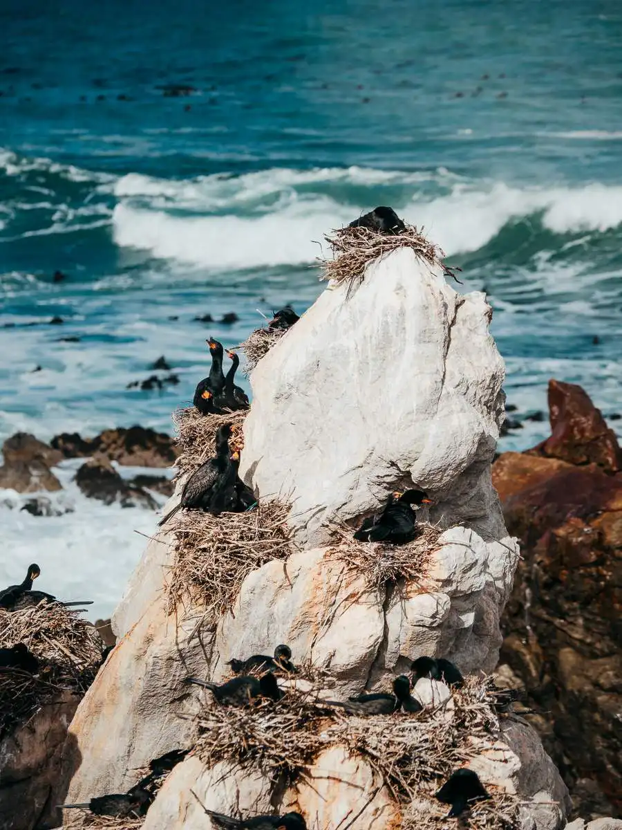 cormorant at stony point