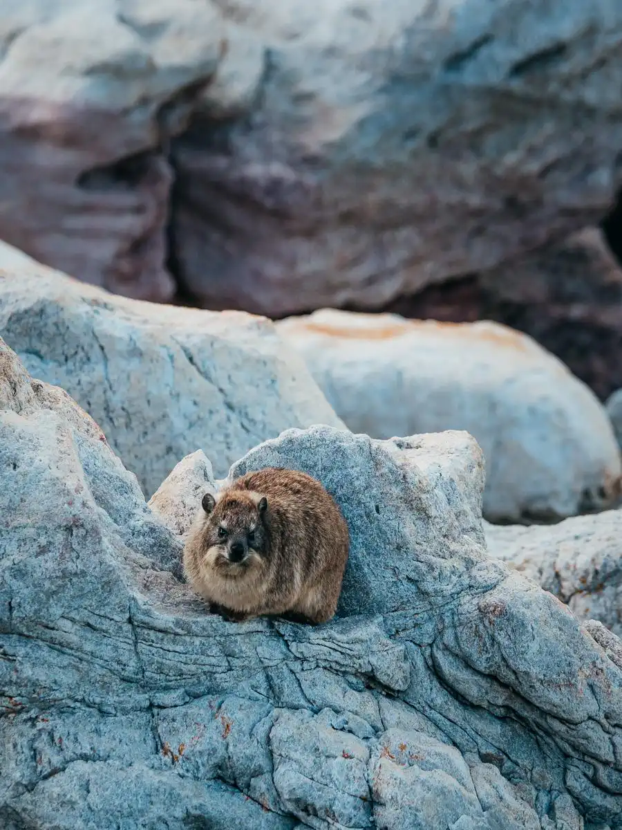 animals at stony point