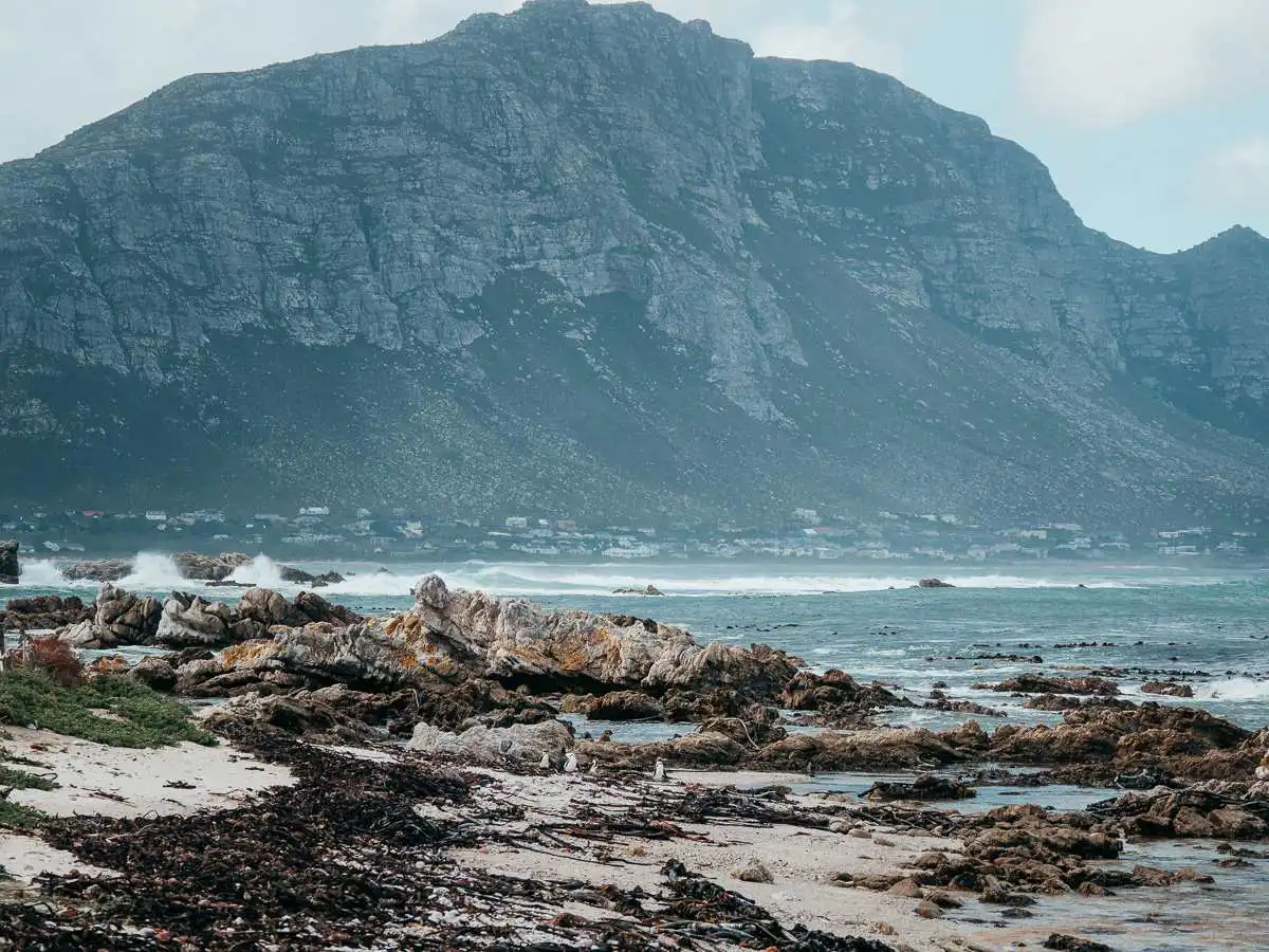 stony point penguin colony
