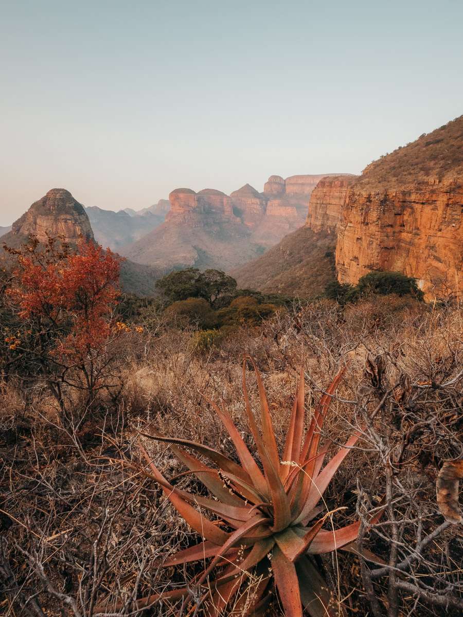 cactus and aloe tree in panorama route near Blyde River Canyon