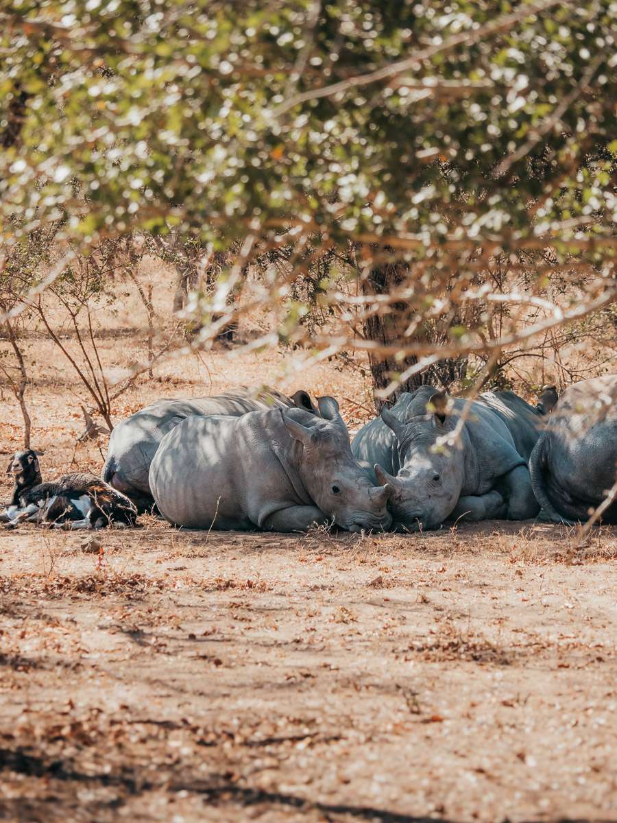rhinos at cheetah conservation centre