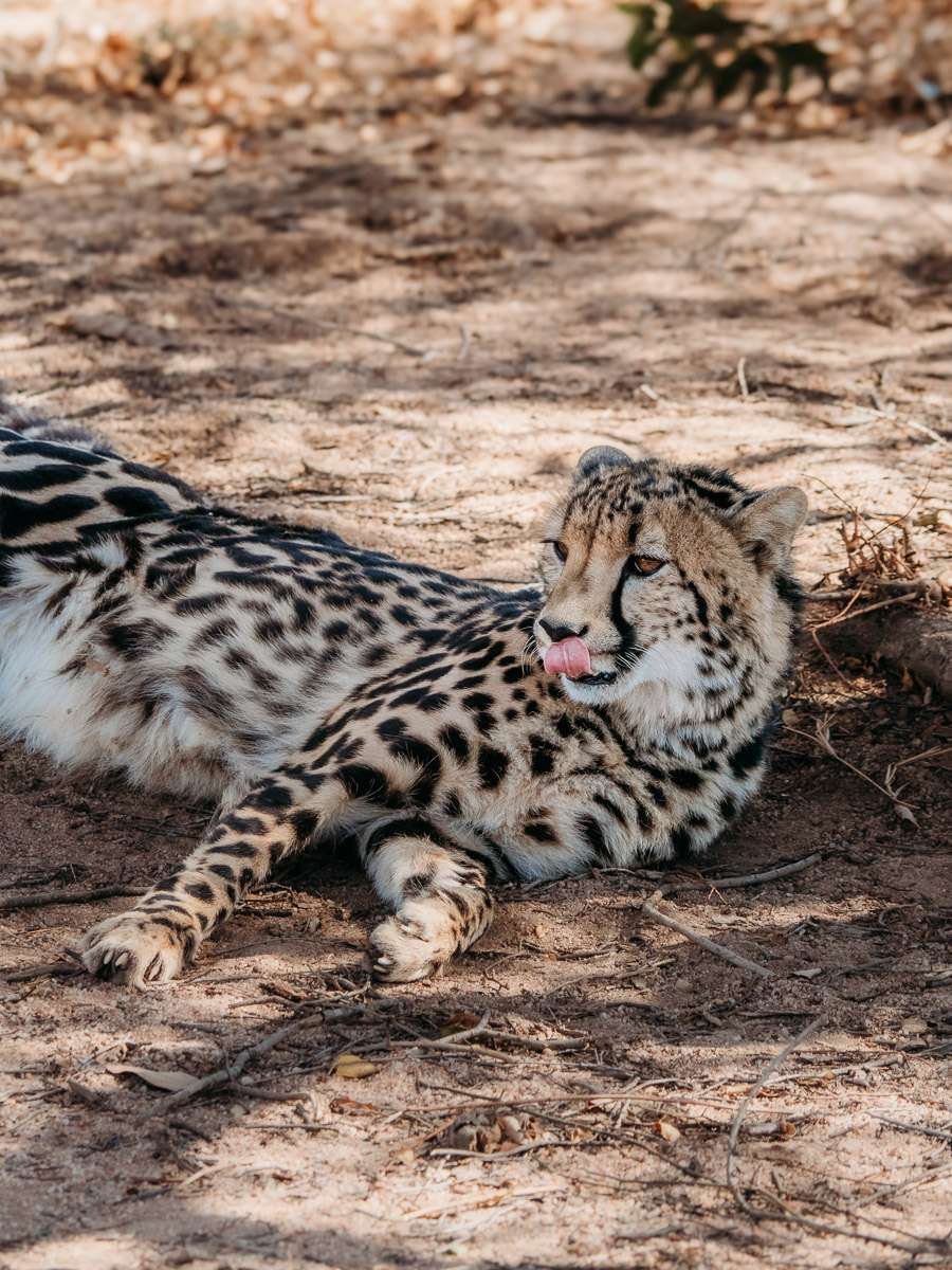 cheetah lying on the ground in Panorama route