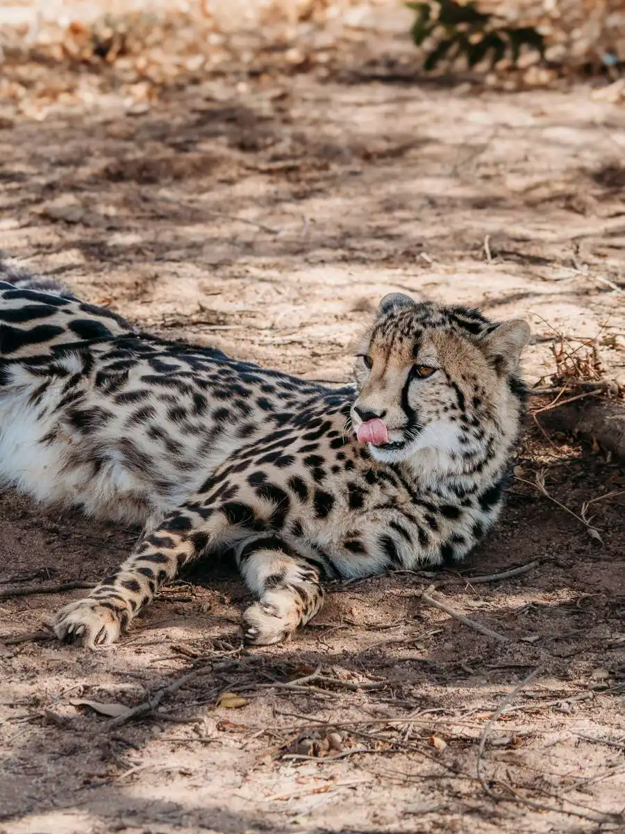 cheetah lying on the ground in Panorama route