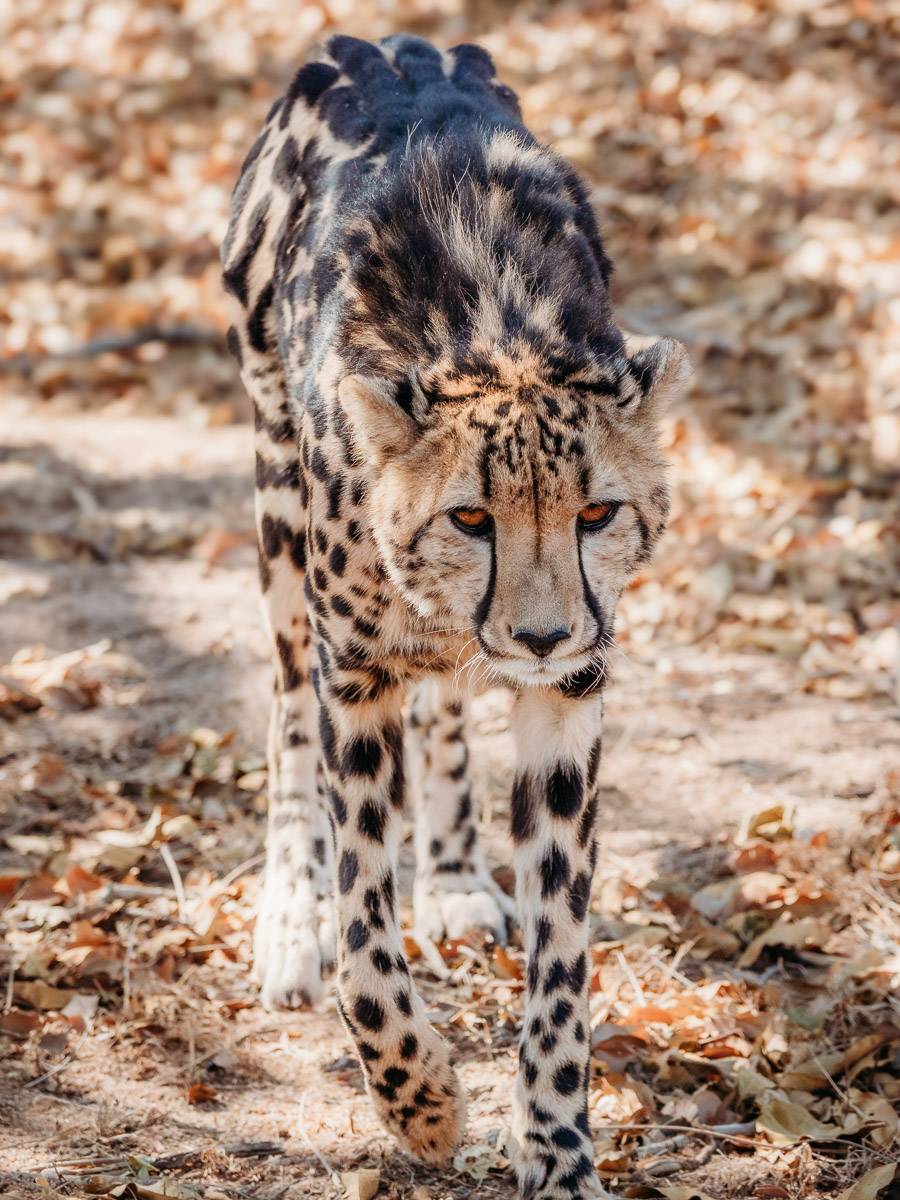 cheetah walking