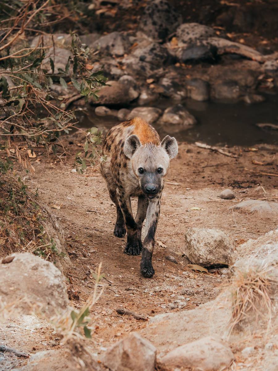 hyena walking near lake