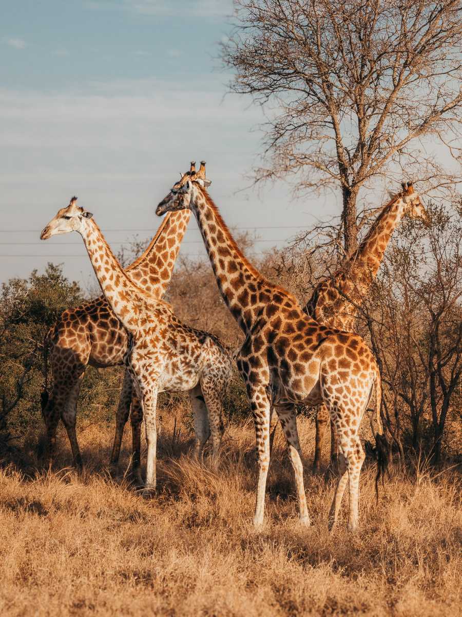 Giraffes in Kruger