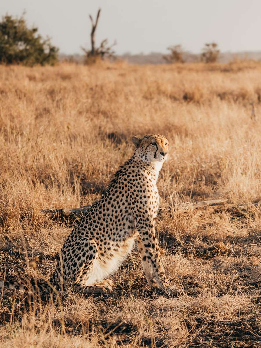 cheetah sitting at sunset