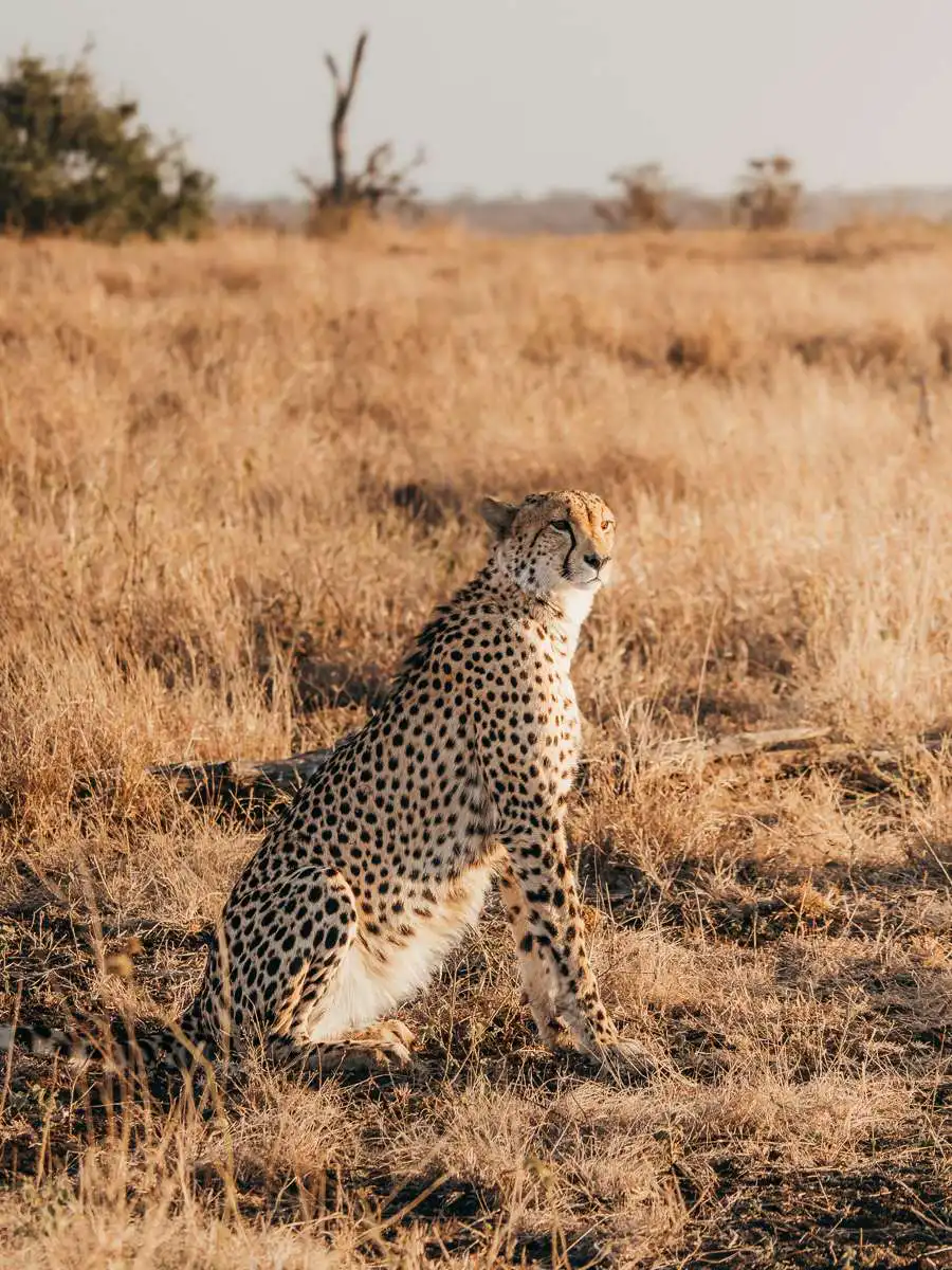 cheetah sitting at sunset