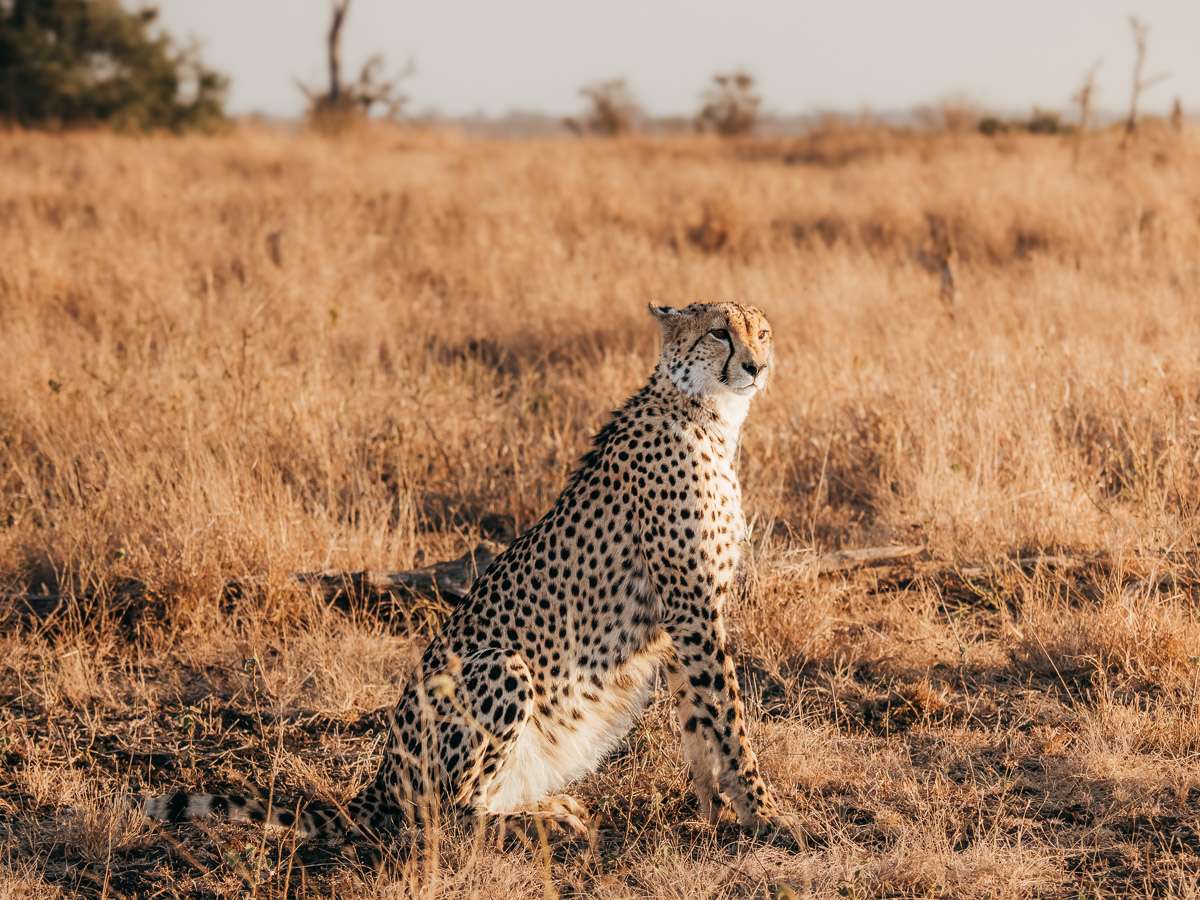 cheetah in Kruger National Park