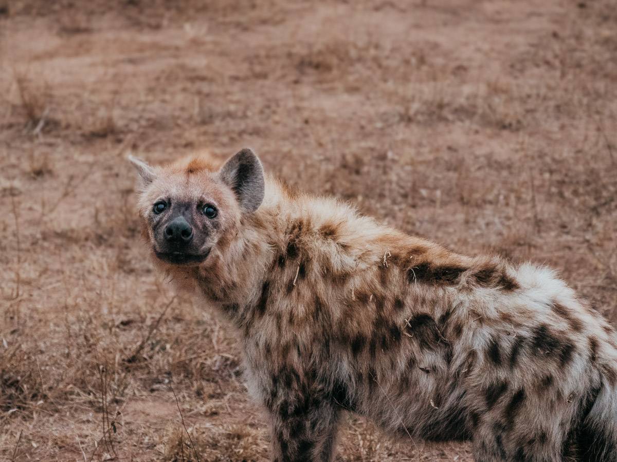 hyena looking towards me in south africa panorama route