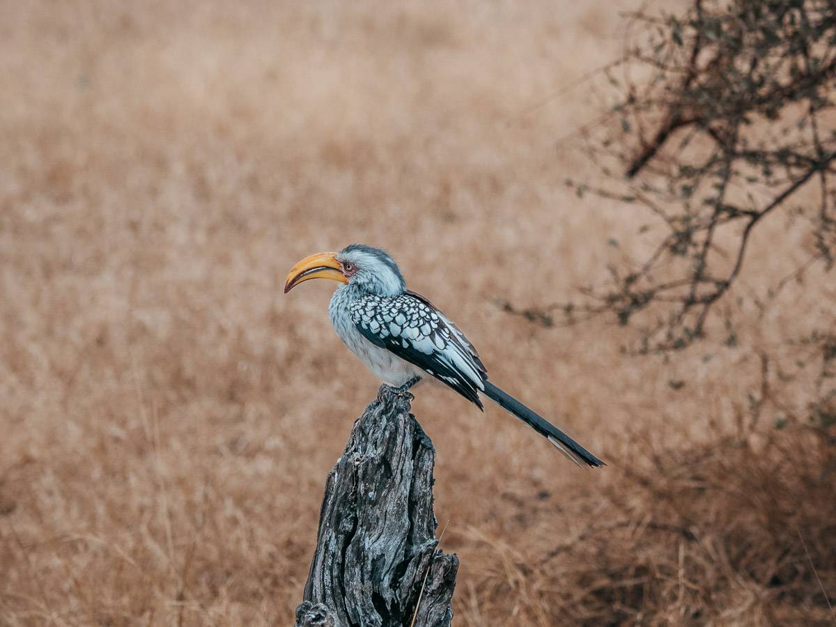 bird in south africa