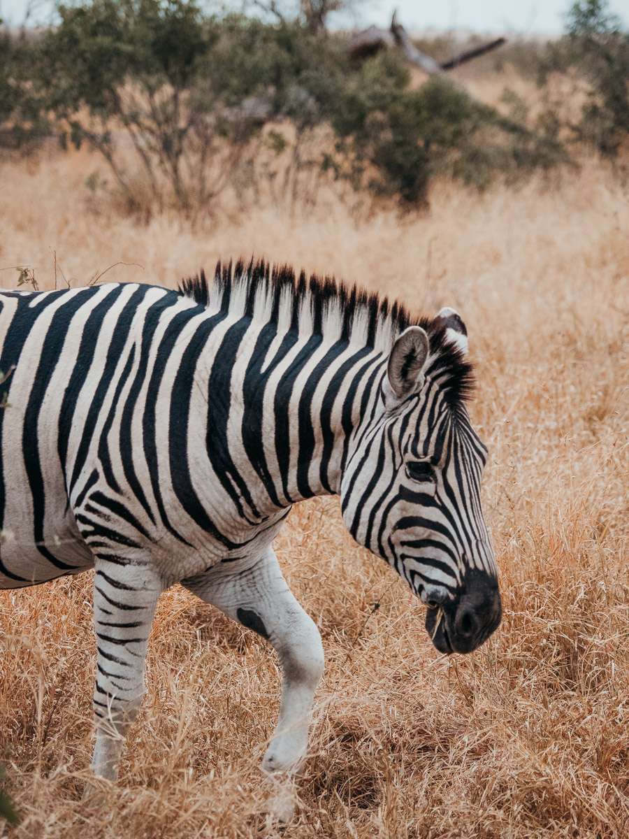 Zebra in Kruger National Park