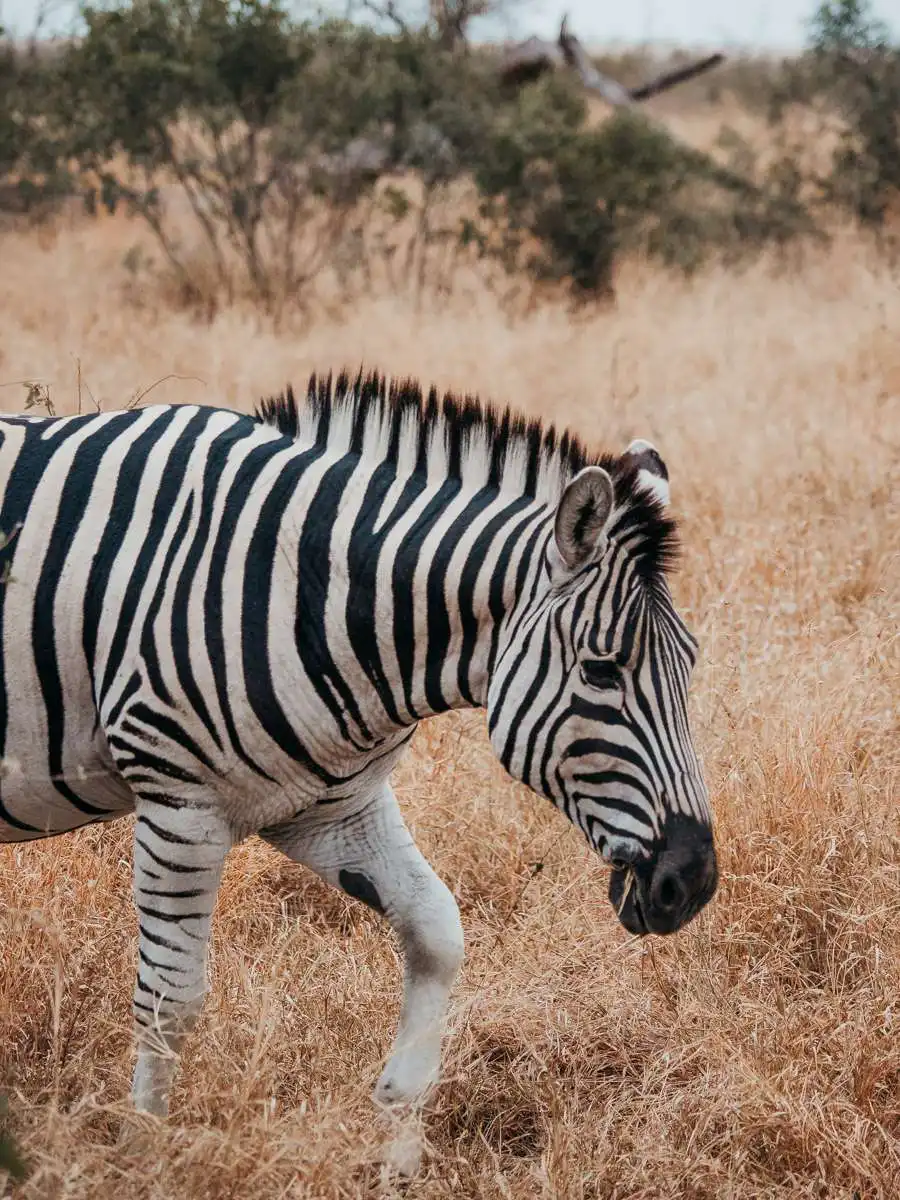 Zebra in Kruger National Park