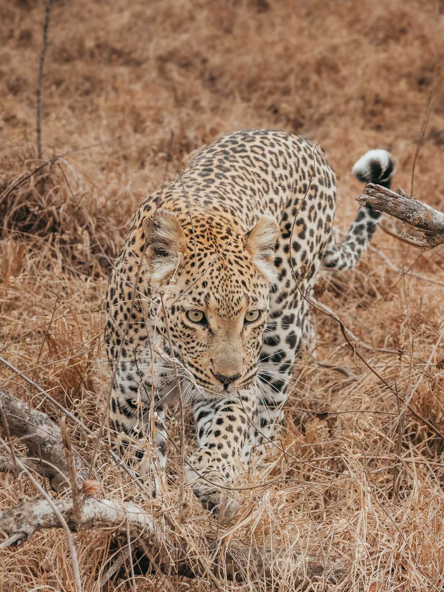 leopard sighting in south africa