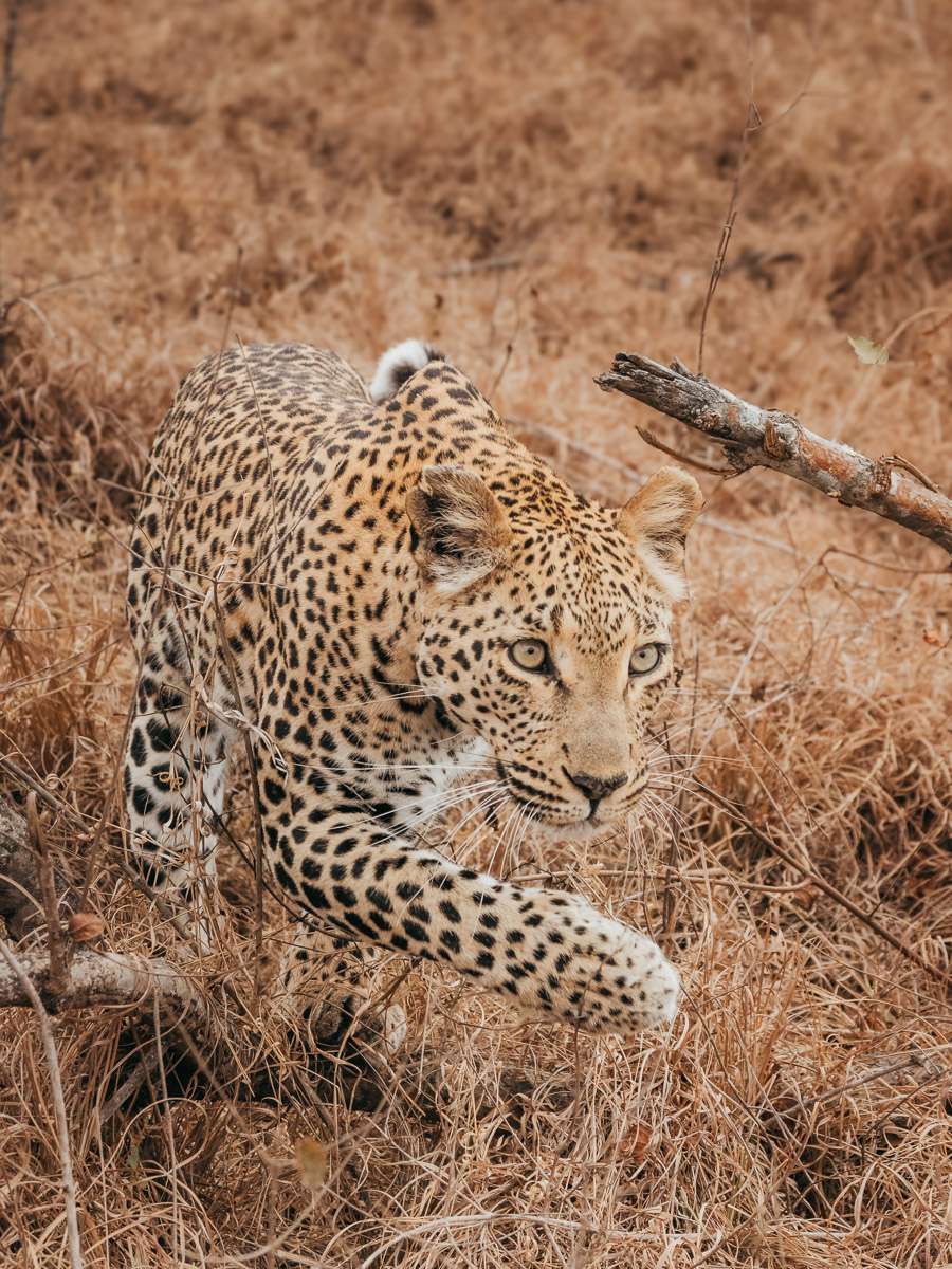 Leopard walking in Kruger National Park