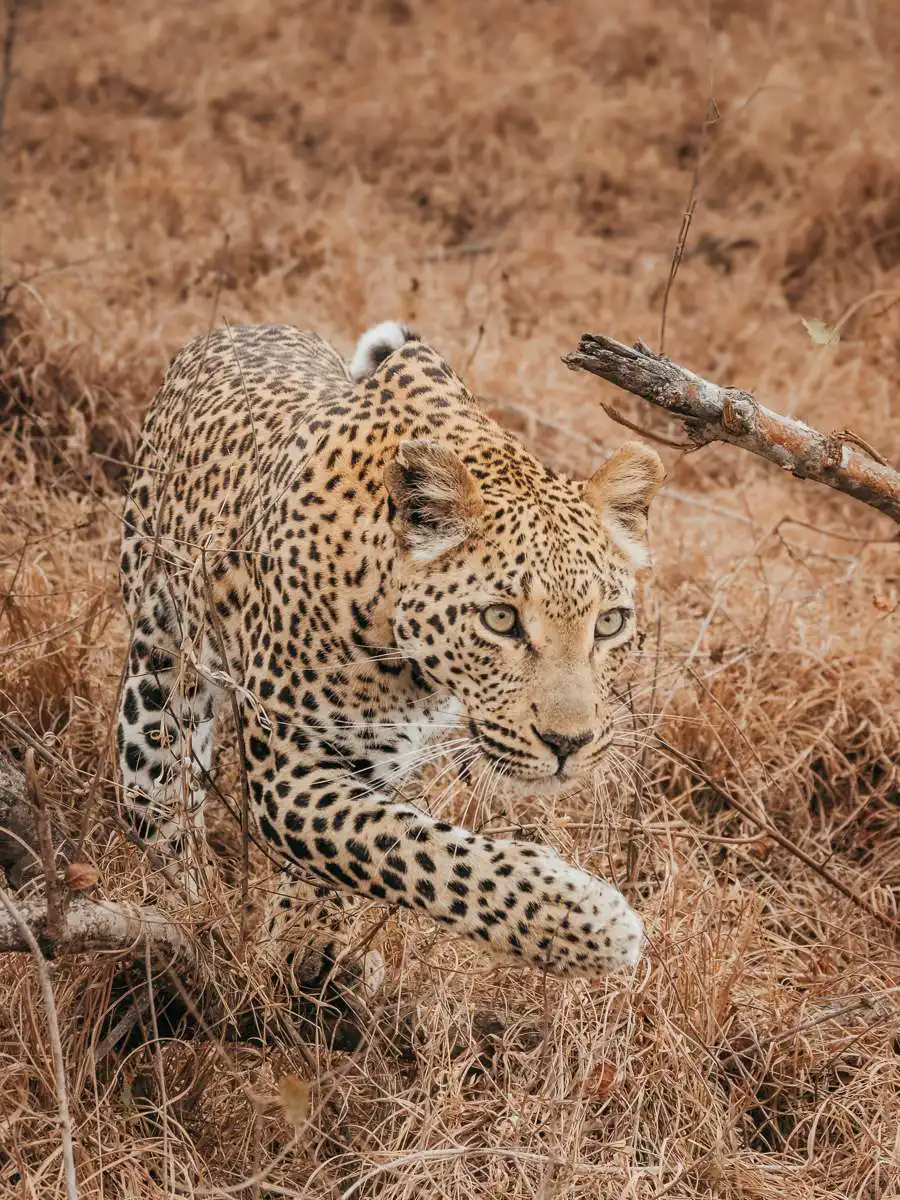 Leopard walking in Kruger National Park