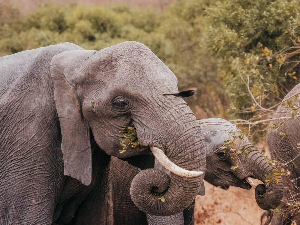 elephants at kruger national park