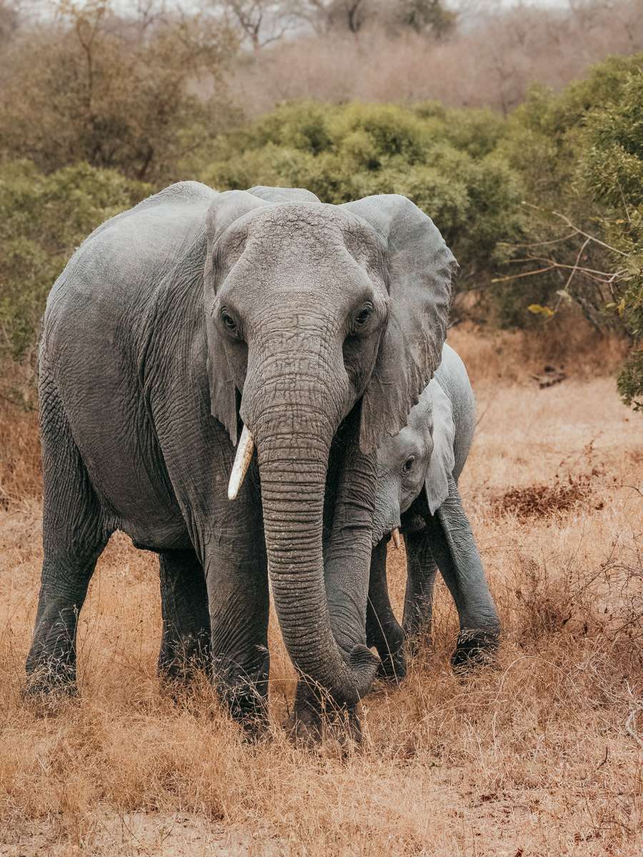 elephant in Kruger