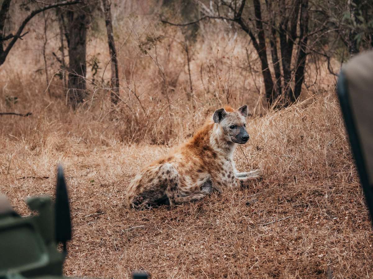 hyena sitting below the tree