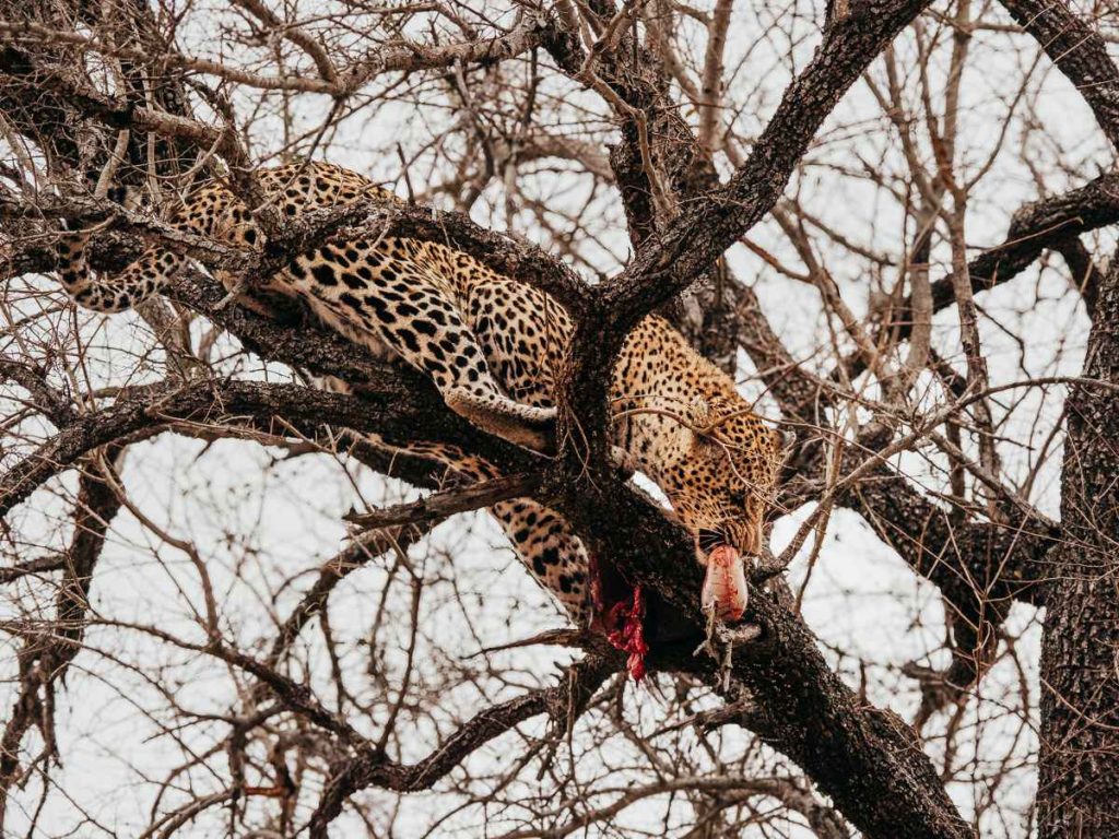 Leopard eating animal on tree