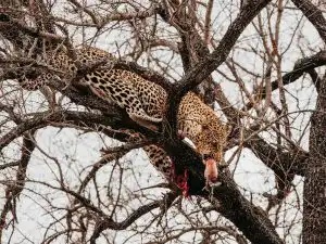Leopard eating animal on tree