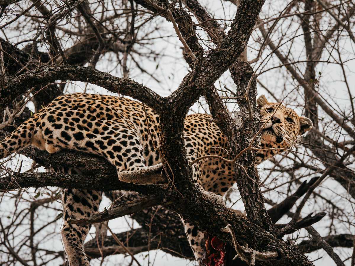 Leopard on the tree in South Africa