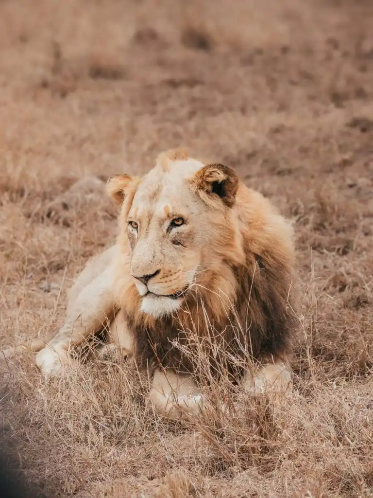 lion in south africa