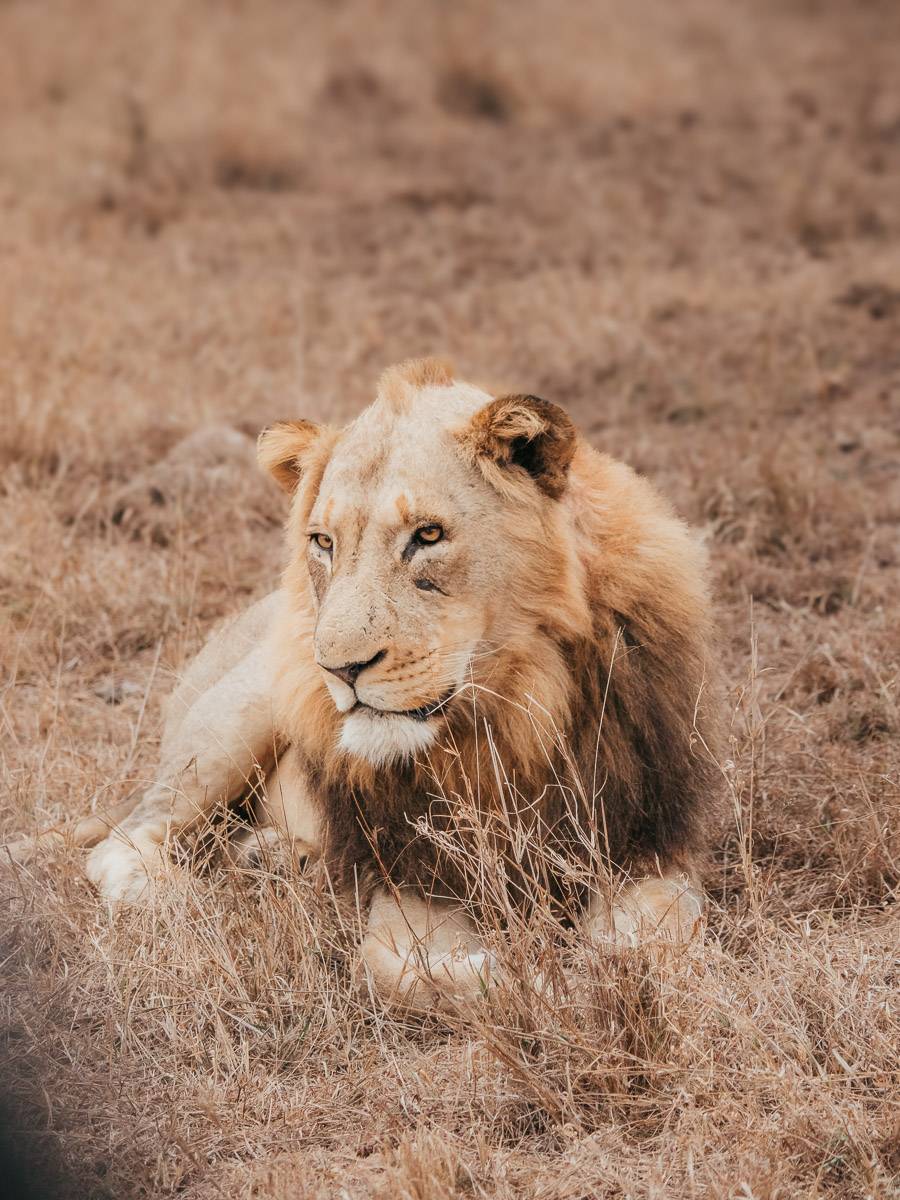 lion in south africa
