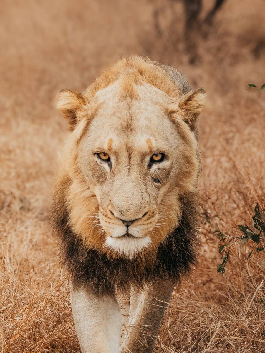 lion walking in the grass