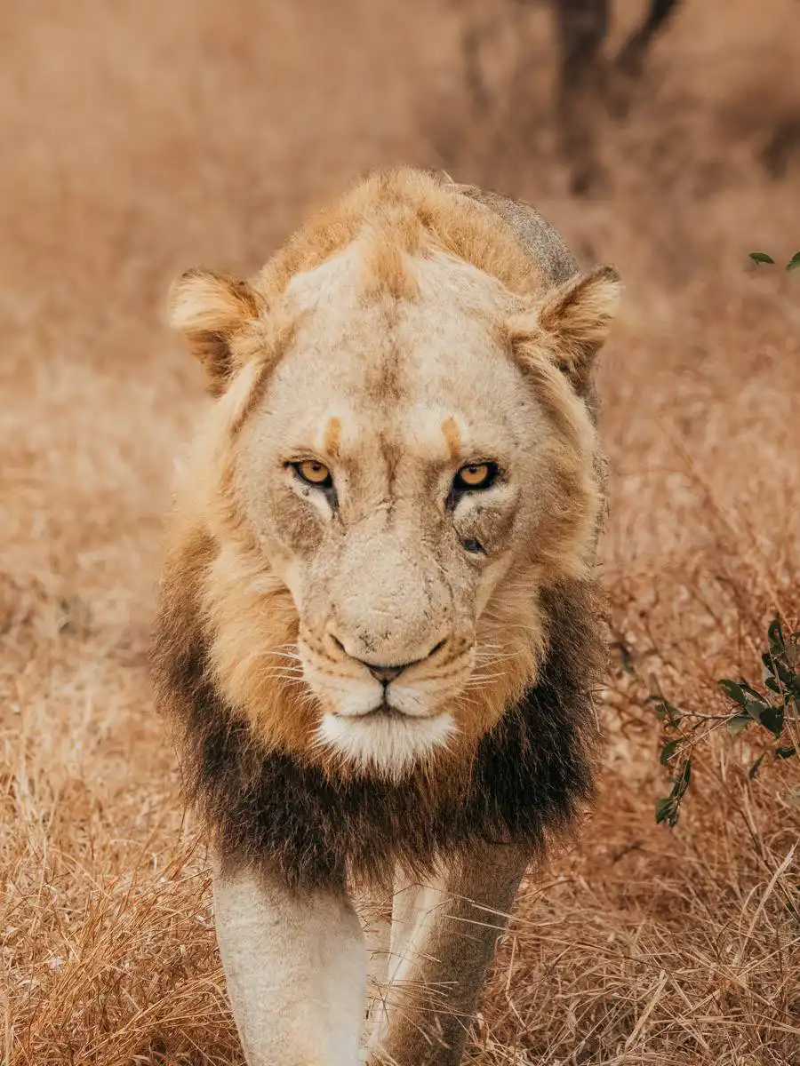lion walking in the grass