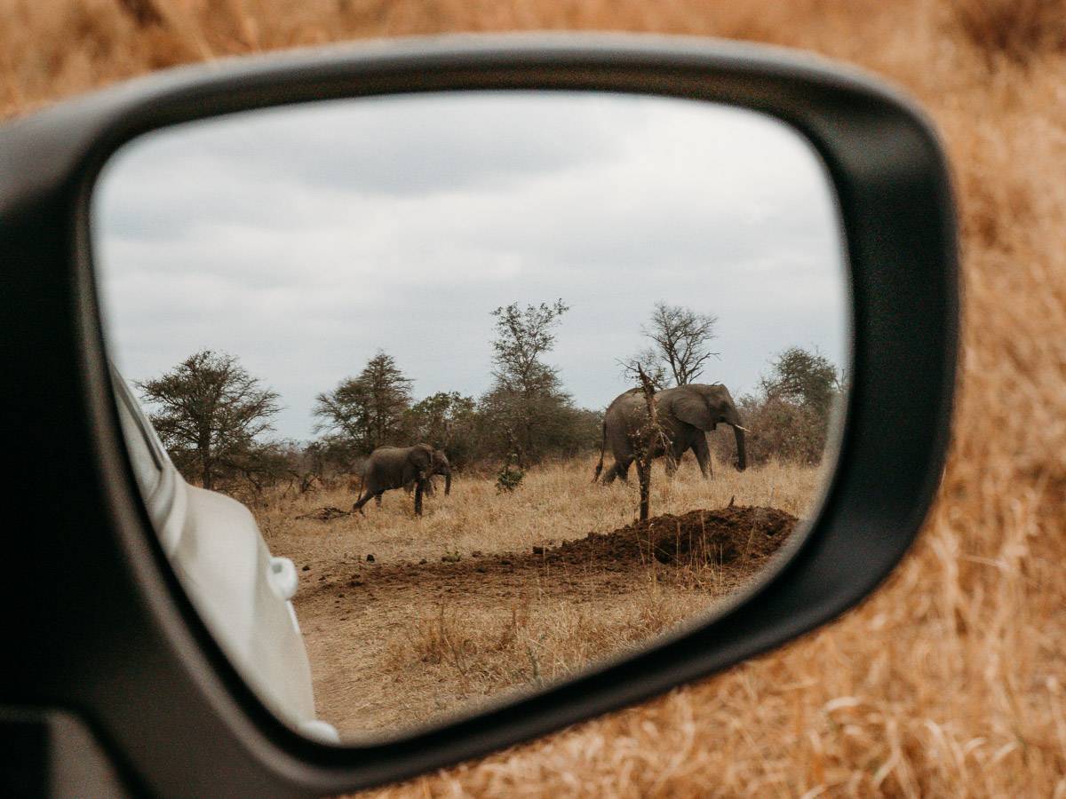 Mirror view of elephants in Kruger National Park