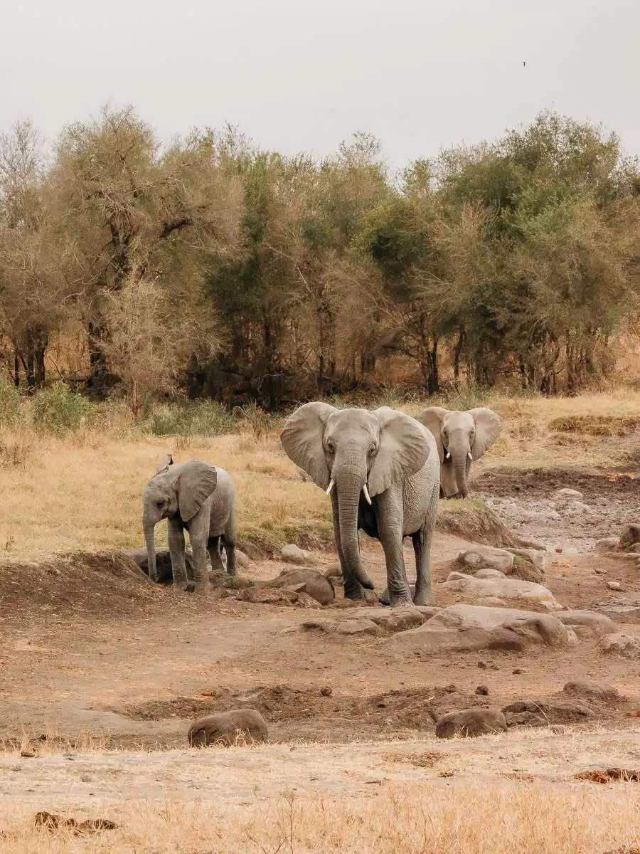 two elephants roaming in Kruger national park