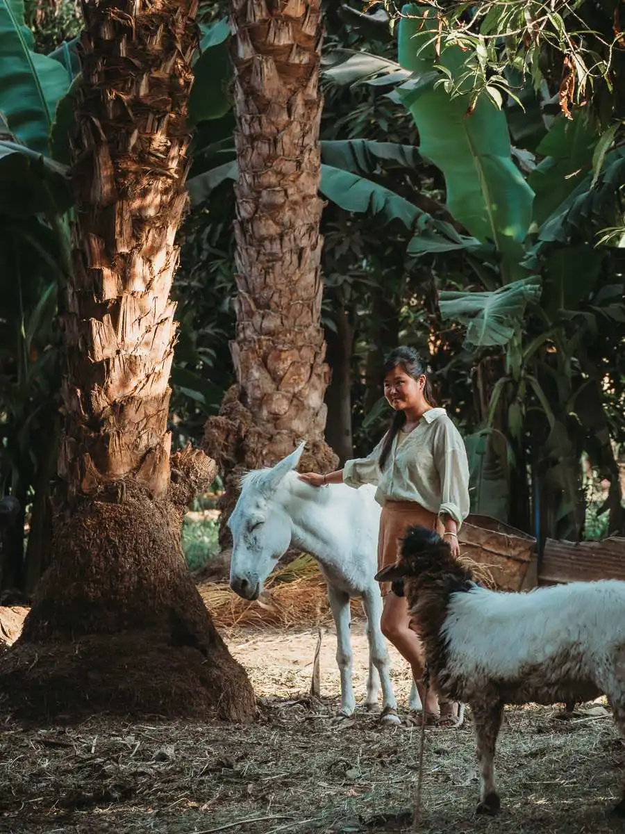 with the farm animals in the Nubian Village