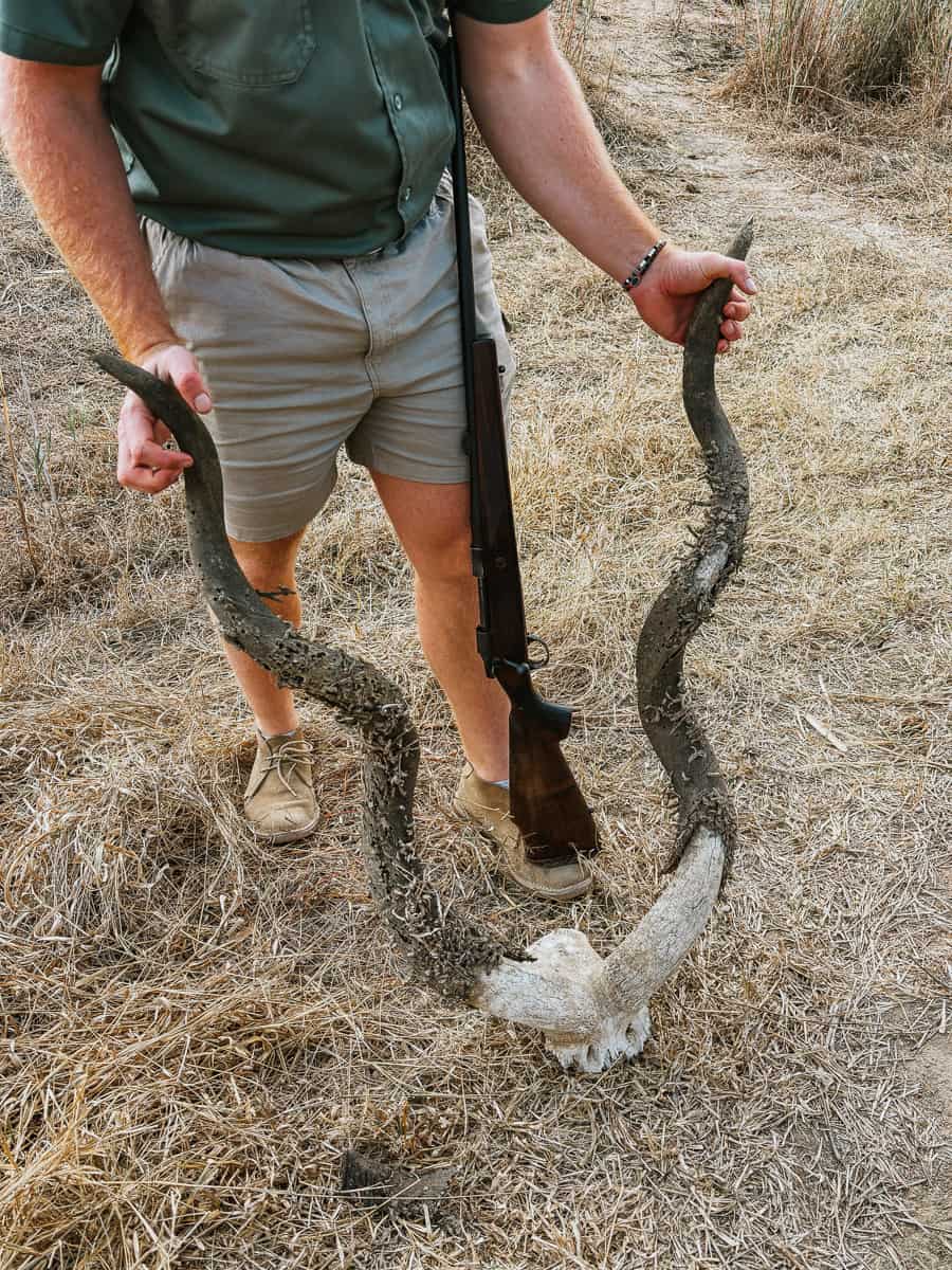 checking out the horns of an animal carcasse